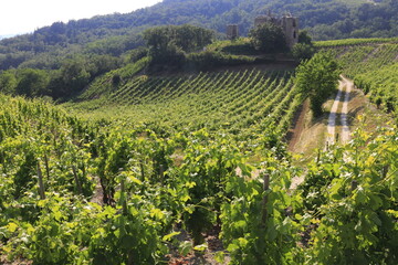Vallée du Rhône Vignes vignoble du Côtes du Rhône secteur Crozes-hermitage Drôme Auvergne...