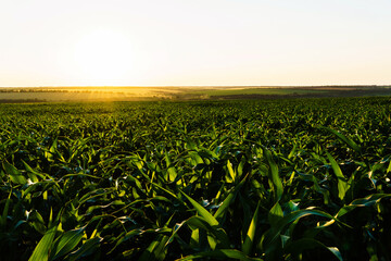 sprouts of green young corn against the setting sun.