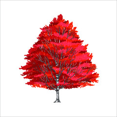 Artistic red maple tree in the garden, fall foliage season, beautiful autumn scenery, romantic atmosphere, hand sketch drawing and painting, vector illustration, tree elevation for graphic retouch