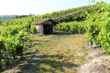 Naklejka premium Vallée du Rhône Vignes vignoble du Côtes du Rhône secteur Crozes-hermitage Drôme Auvergne Rhône Alpes France