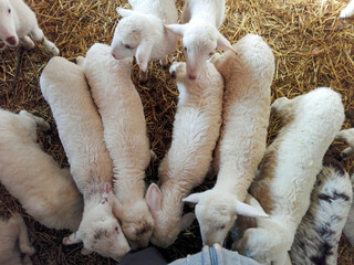 .a group of lambs are on the farm