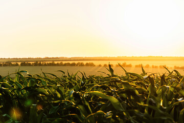 sprouts of green young corn against the setting sun.