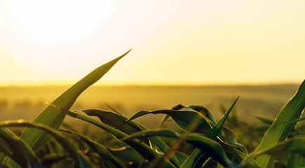sprouts of green young corn against the setting sun. © Максим Травкин