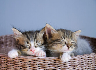 Fototapeta na wymiar A couple of pets sleep in a brown, woven basket. Cute kittens lie nearby, feel warmth and comfort.