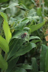 Riesenspinne auf einem Blatt