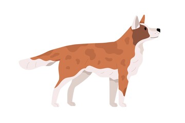 Beautiful dog standing and looking up. Side view of doggy. Canine animal with spots. Puppy s profile. Realistic flat vector illustration of pet isolated on white background