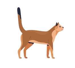 Side view of slim cat isolated on white background. Slender kitty looking up. Beautiful feline animal standing with tail up. Pretty puss. Realistic flat vector illustration of pet