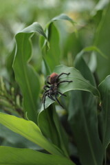 Riesenspinne auf einem Blatt