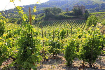 Vallée du Rhône Vignes vignoble du Côtes du Rhône secteur Crozes-hermitage Drôme Auvergne Rhône Alpes France