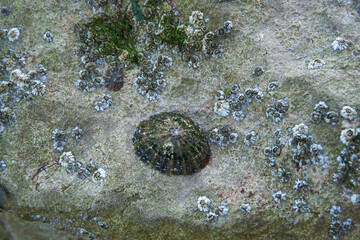 Shells growing on a rock on the beach.
