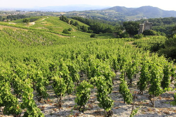 Vallée du Rhône Vignes vignoble du Côtes du Rhône secteur Crozes-hermitage Drôme Auvergne...