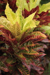 Strauch Bl&auml;tter