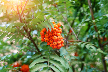 Harvest concept. Autumn rowan berries on branch. Rowan berries sour but rich vitamin C.