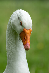 British domesticated white male goose. Probably bred from the greyly goose, perhaps with snow goose. Used for both eggs and meat. They also make excellent 'guard' animals
