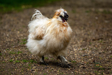 Cockerel chicken. A Silkie, also known as a Chinese silk chicken. Fluffy plumage, 5 toes on each foot instead of 4, calm friendly temperament. Carefree life in the garden