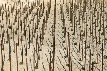 Plantation jeunes pieds de vignes Vallée du Rhône Drôme Auvergne Rhône Alpes France
