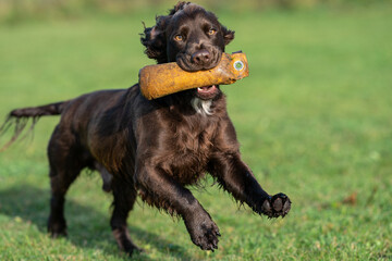 Brown working cocker spaniel undertaking gun dog training with a specialist dummy.