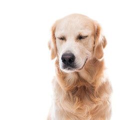 Golden retriever dog muzzle with closed eyes isolated on white background