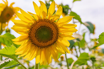 Bright yellow sunflower in the field against the sky. Beautiful sunflower close-up