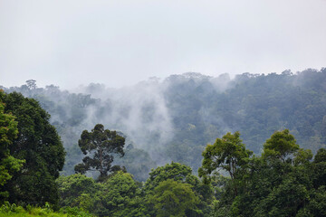 fog in the rainforest