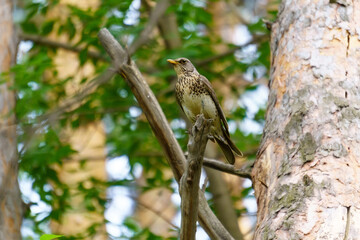 Fieldbird Turdus pilaris sits on a tree branch. Close-up. Bird thrush family Turdidae
