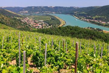 Vallée du Rhône Vignes Vignoble du Côtes du Rhône Auvergne Rhône Alpes France - obrazy, fototapety, plakaty