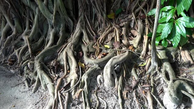 ein sehr gro&szlig;er Banyanbaum (Ficus benghalensis) auf den Malediven