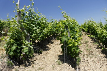 Fototapeta na wymiar Vallée du Rhône Vignes vignoble du Côtes du Rhône Auvergne Rhône Alpes France