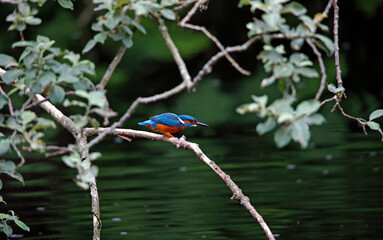 Kingfisher perched by the river
