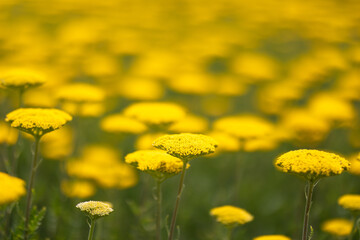 Gelbe Schafgarbe ganz nah viele Pflanzen