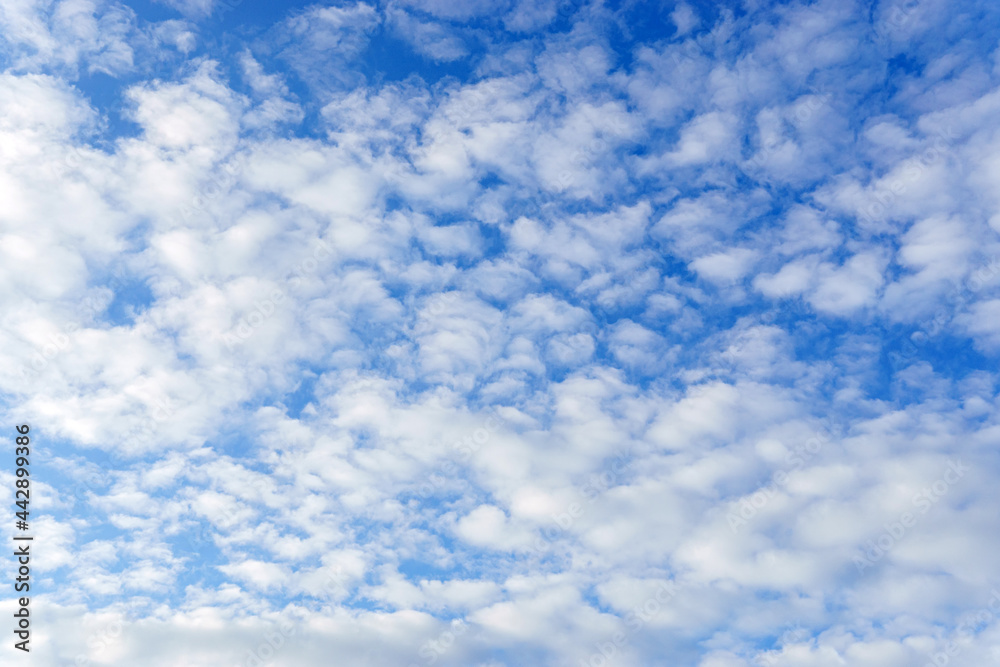 Wall mural clouds sky background with white volumetric foamy clouds in the blue sky. many cumulus clouds. backg