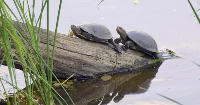 Two turtles in natural habitat. European pond turtle (Emys orbicularis). Portrait of river turtles  on the riverbank. Turtle on a log near river. Summer, sunny day, close-up