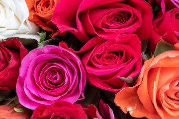 Background image of roses. Roses top view. Colored fresh pastel roses. Pink and rose roses. Background image of roses. Colored fresh vivid color flowers.