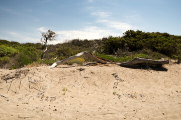 Rimigliano Nature Reserve,  sand dunes with mediterranean scrub,  juniper, myrtle and mastic. Area...