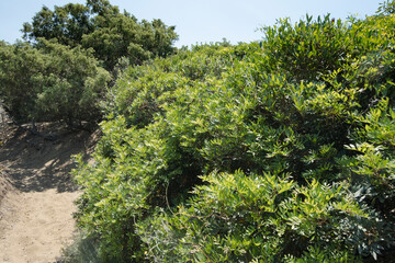 Rimigliano coastal park, mediterranean scrublands, the sand dunes covered with juniper, myrtle and...