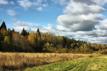 autumn in the forest