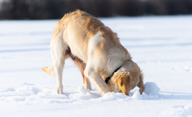 Fototapeta na wymiar Lovely golden retriever dog digging under clear snow