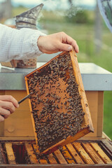 wax frame in bee hive, honey production