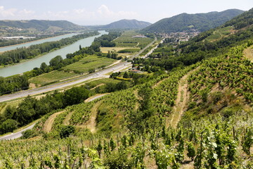 Vallée du Rhône  Vignes vignoble du Côtes du Rhône Auvergne Rhône Alpes France