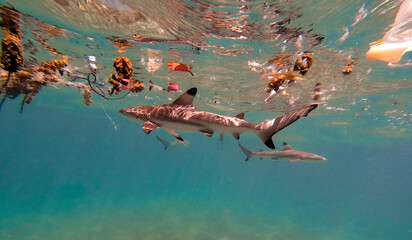 Juvenile blacktip reef sharks surrounded in plastic
