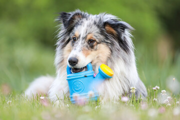Blue merle sheltie shetland sheepdog laying on the grass and chewing small kids watering can in blue color.
