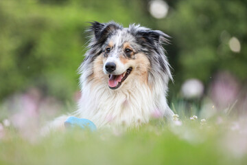 Blue merle sheltie shetland sheepdog laying on the grass and chewing small kids watering can in blue color.