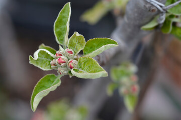 Apple Green Sensation