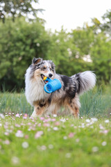 Beautiful blue merle shetland sheepdog fluffy dog running in garden with small blue watering can toy.