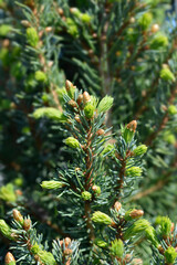 White spruce Sanders Blue