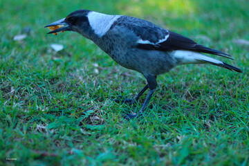 This is a bird (I don't actually know the name), I found in Royal Botanical Garden in Sydney, Australia.