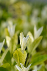 Japanes spindle Extravaganza