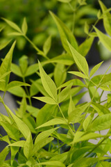 Heavenly bamboo Lemon Lime