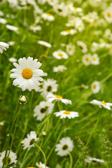 beautiful wild white flowers and green grass. summer park. daisies.