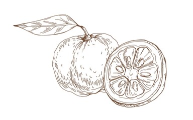 Composition of outlined yuzu, Japanese citrus fruit. Vintage etching of Asian citron and its cut half. Detailed botanical drawing. Hand-drawn vector illustration isolated on white background